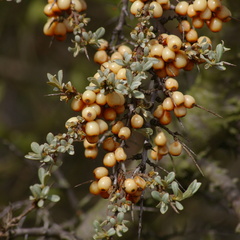 Sea Buckthorn (Hippophae rhamnoides) In Fruit