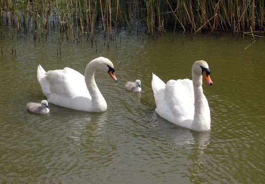 Mute Swans (Cygnus olor) with Young