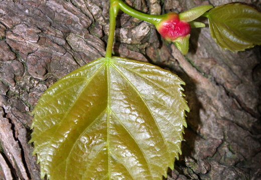 A Gall of the Gall Midge (Contarinia tiliarum)