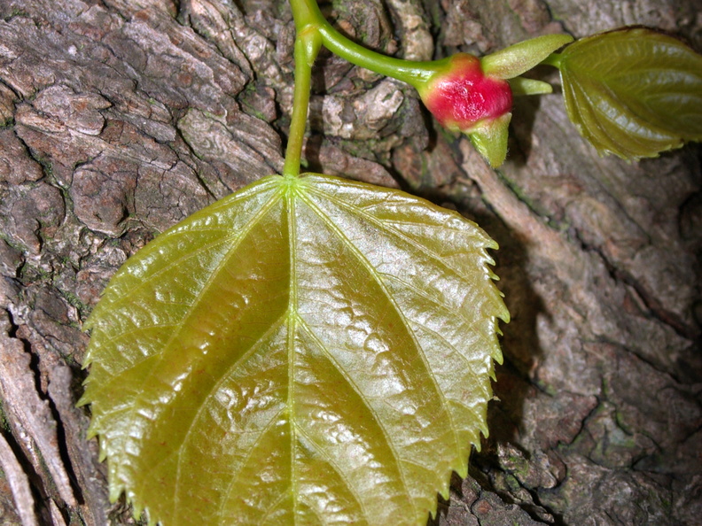A Gall of the Gall Midge (Contarinia tiliarum)