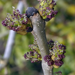 Ash (Fraxinus excelsior) in Flower