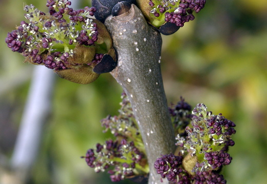 Ash (Fraxinus excelsior) in Flower