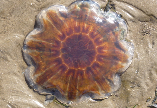 Lion's Mane jellyfish