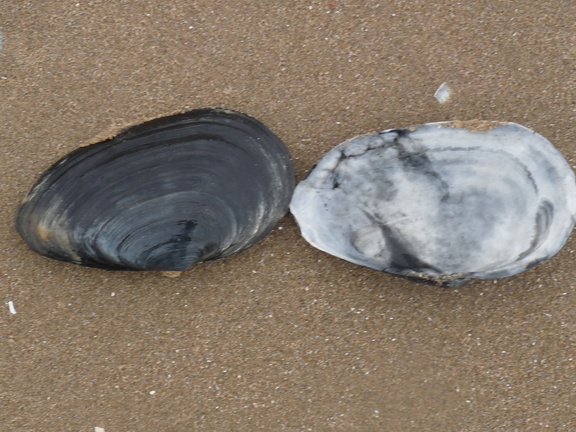 Sand Gaper Shells