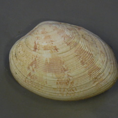Venerupis rhomboides, Yellow carpet shell