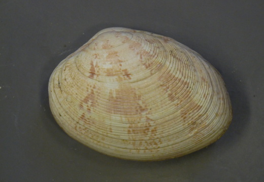 Venerupis rhomboides, Yellow carpet shell