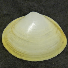 White form of the Rayed Trough Shells