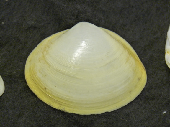 White form of the Rayed Trough Shells