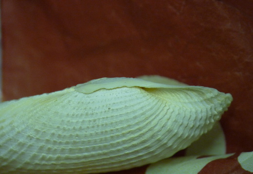 White piddock shell