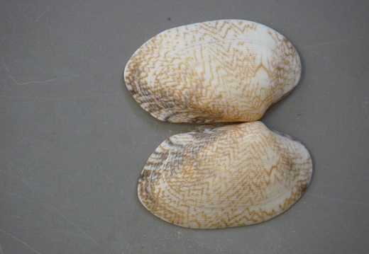 Pullet Carpet Shell (Venerupis senegalensis)