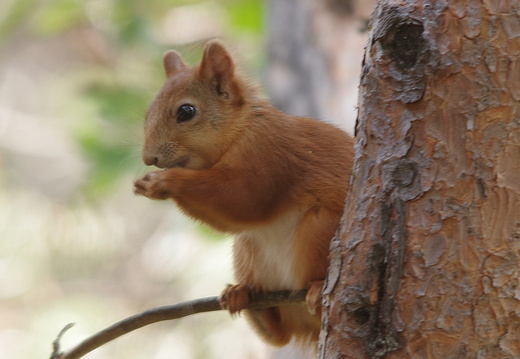 Red Squirrel (1002)