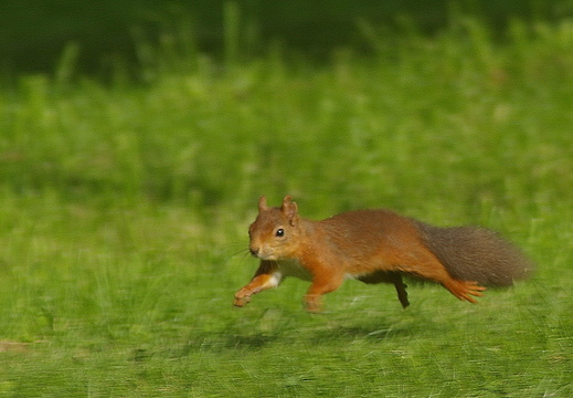 Red Squirrel (1003)