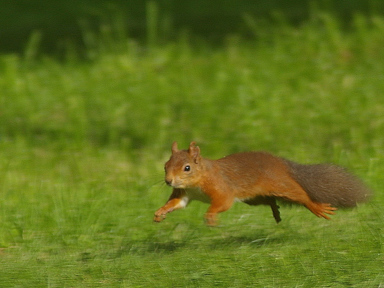 Red Squirrel (1003)