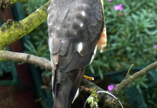 Male Sparrowhawk (Accipiter nisus)