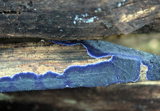 Cobalt Crust (Terana caerulea)