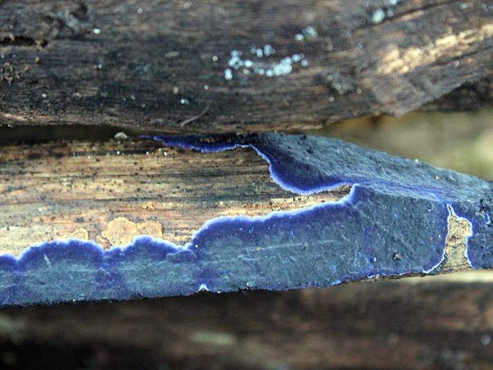Cobalt Crust (Terana caerulea)