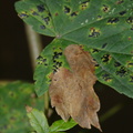 Sawfly (Heterarthrus aceris) Leafmine on Sycamore