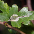 Firethorn Leaf Miner (Phyllonorycter leucographella) (1044)