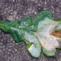 Leaf Blotch Miner Moth (Acrocercops brongniardella)