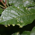 Mite (Eriophyes similis) Galls on Blackthorn Leaves