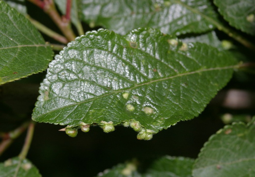 Mite (Eriophyes similis) Galls on Blackthorn Leaves