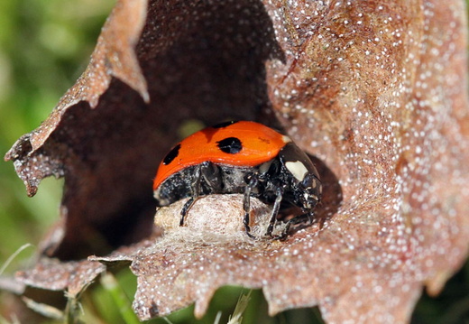 Seven-spot Ladybird (Coccinella septempunctata) Parasitised by Dinocampus coccinellae