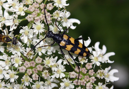A Long-horned Beetle (Leptura quadrifasciata)