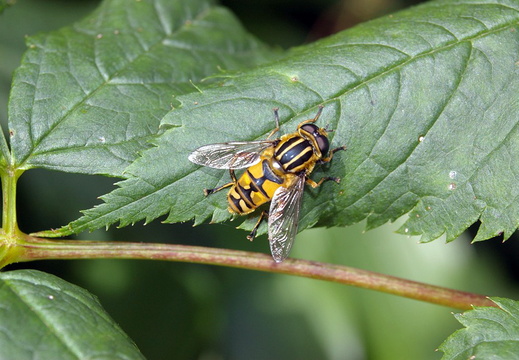 A Hoverfly (Helophilus pendulus)