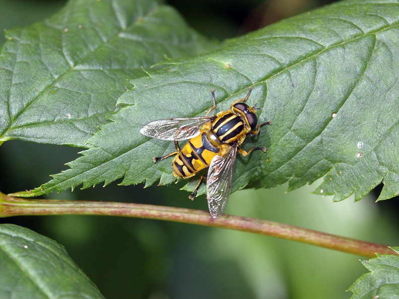 A Hoverfly (Helophilus pendulus)