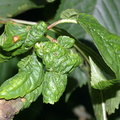 Leaf-roll Galls (Myzus cerasi) on Cherry
