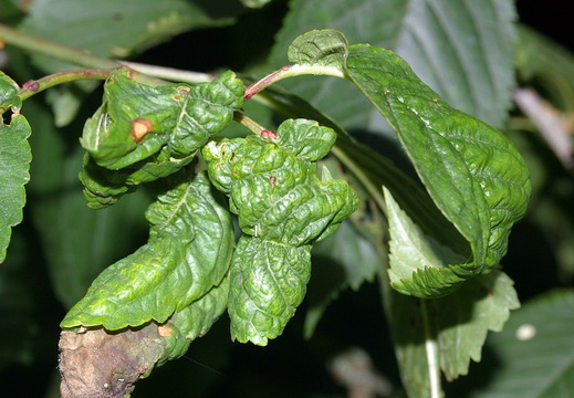 Leaf-roll Galls (Myzus cerasi) on Cherry