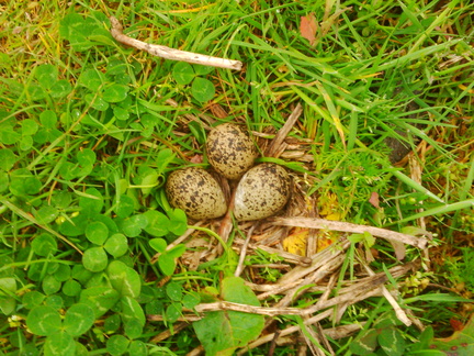 Lapwing (Vanellus vanellus) Eggs