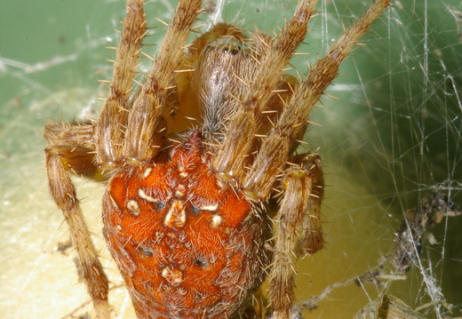 Garden-cross Spider (Araneus diadematus)