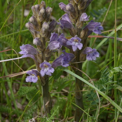 Purple or Yarrow Broomrape (Orobanche purpurea)