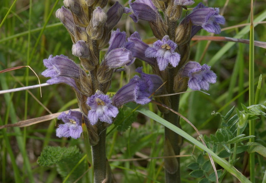 Purple or Yarrow Broomrape (Orobanche purpurea)