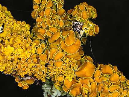 Common Orange Lichen (Xanthoria parietina)