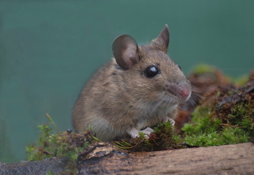 Wood Mouse (Apodemus sylvaticus) (1089)