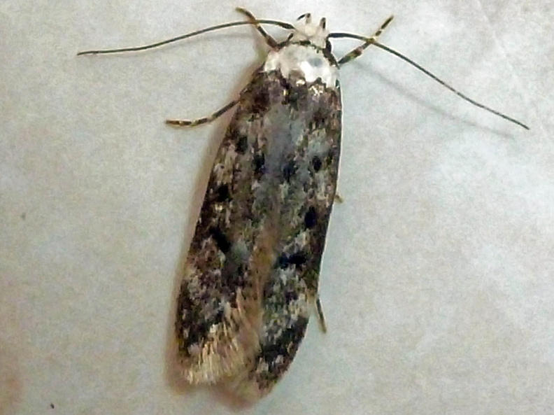 White-shouldered House-moth (Endrosis sarcitrella)