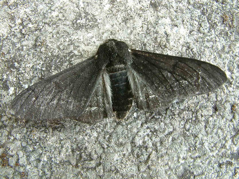 Peppered Moth (Biston betularia  f. carbonaria)
