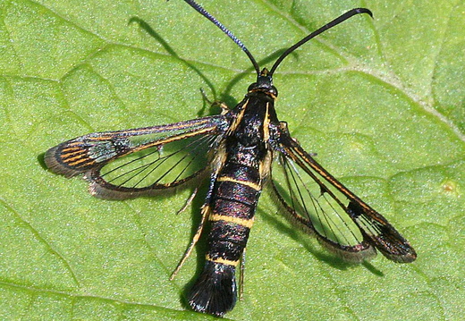 Currant Clearwing (Synanthedon tipuliformis) 
