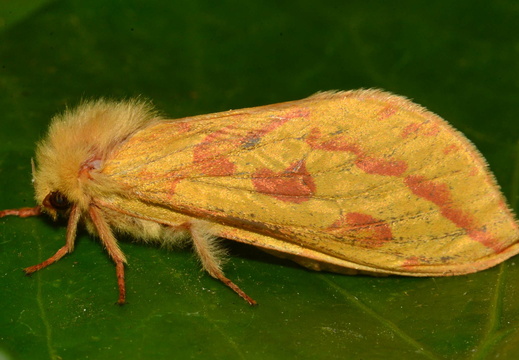 Ghost Moth (Hepialus humuli) female
