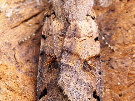 Brown-spot Pinion (Agrochola litura)