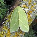 Scarce Silver-lines (Bena bicolorana)