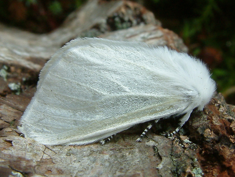 White Satin Moth (Leucoma salicis)