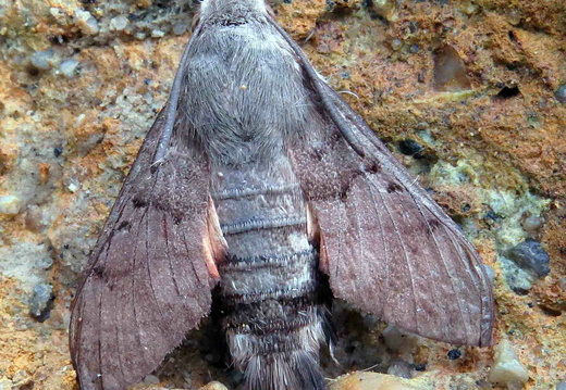 Hummingbird Hawk-moth (Macroglossum stellatarum) (1360)