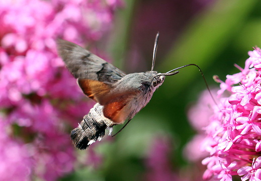 Hummingbird Hawk-moth (Macroglossum stellatarum) (1361)