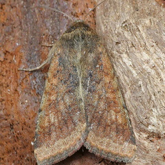 Scarce Bordered Straw (Helicoverpa armigera) (1363)