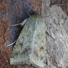 Scarce Bordered Straw (Helicoverpa armigera) (1364)