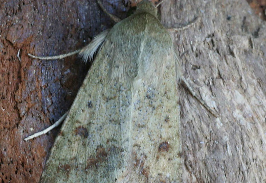Scarce Bordered Straw (Helicoverpa armigera) (1364)