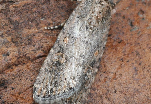 Small Mottled Willow (Spodoptera exigua)